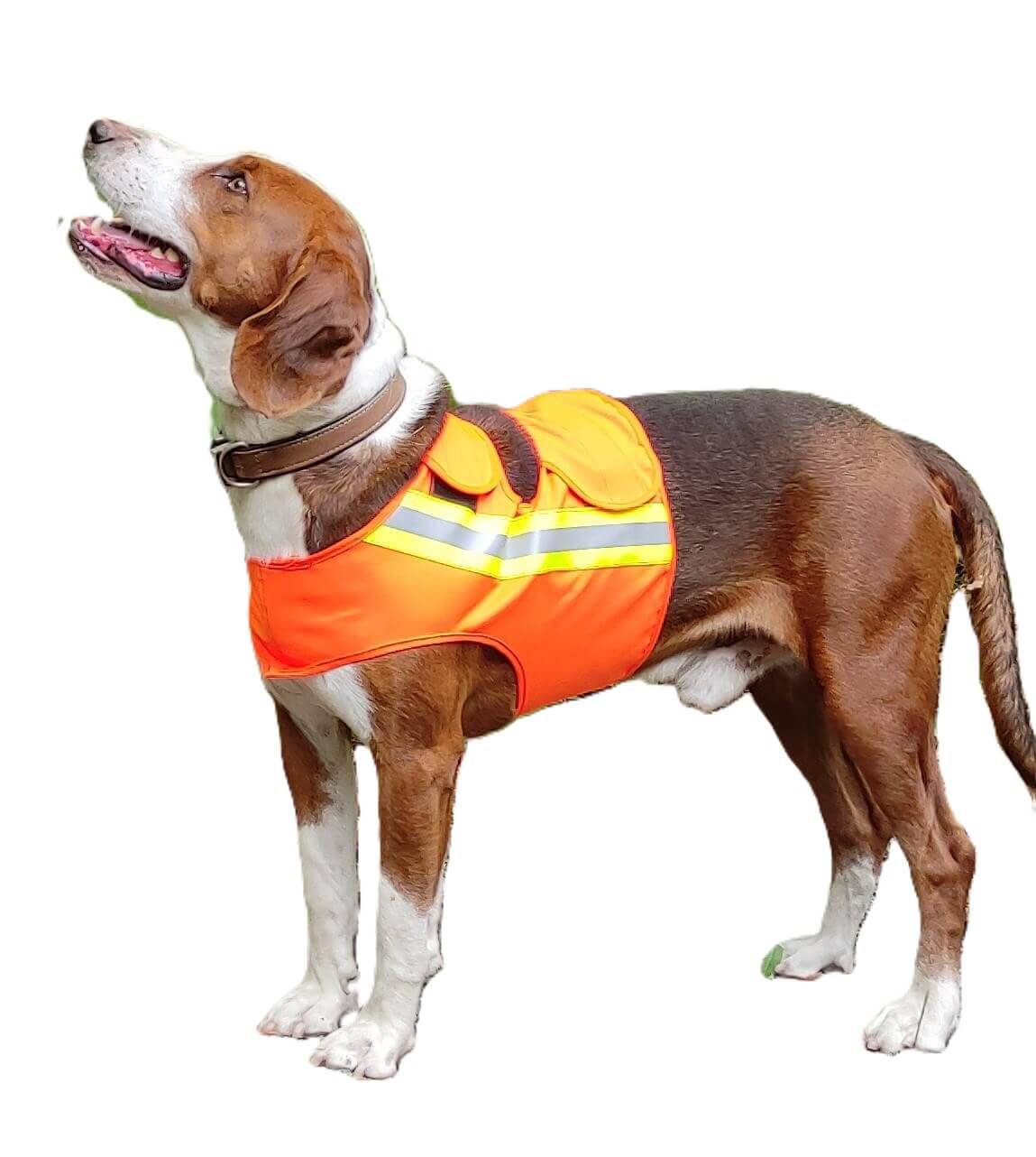 Hunde Warnweste orange