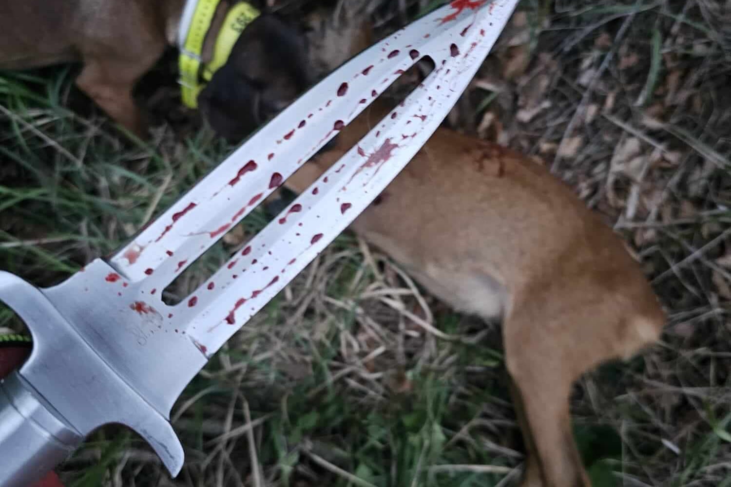 Abfangmesser 24 cm - Saufaenger im Einsatz
