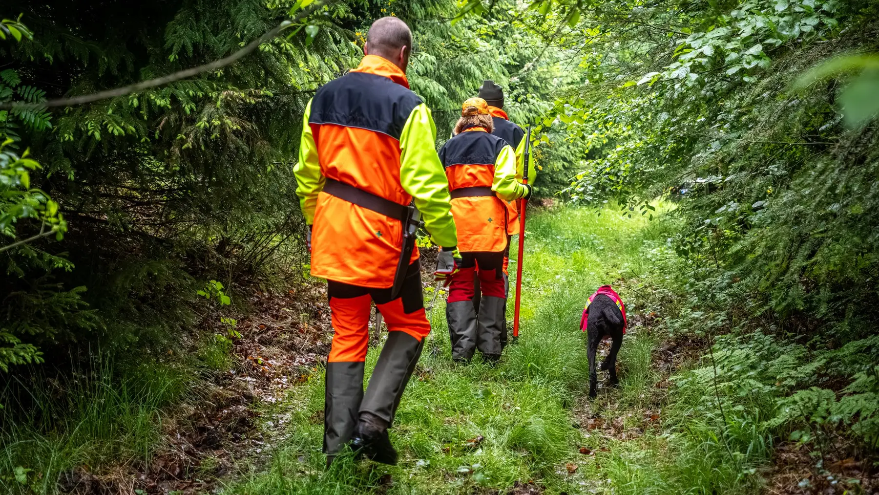 Drei Hundeführer in Sau Protect Profi und Signaljacken gehen mit ihrem Hund einen Waldweg entlang in den Trieb, Gamaschen über den Stiefeln