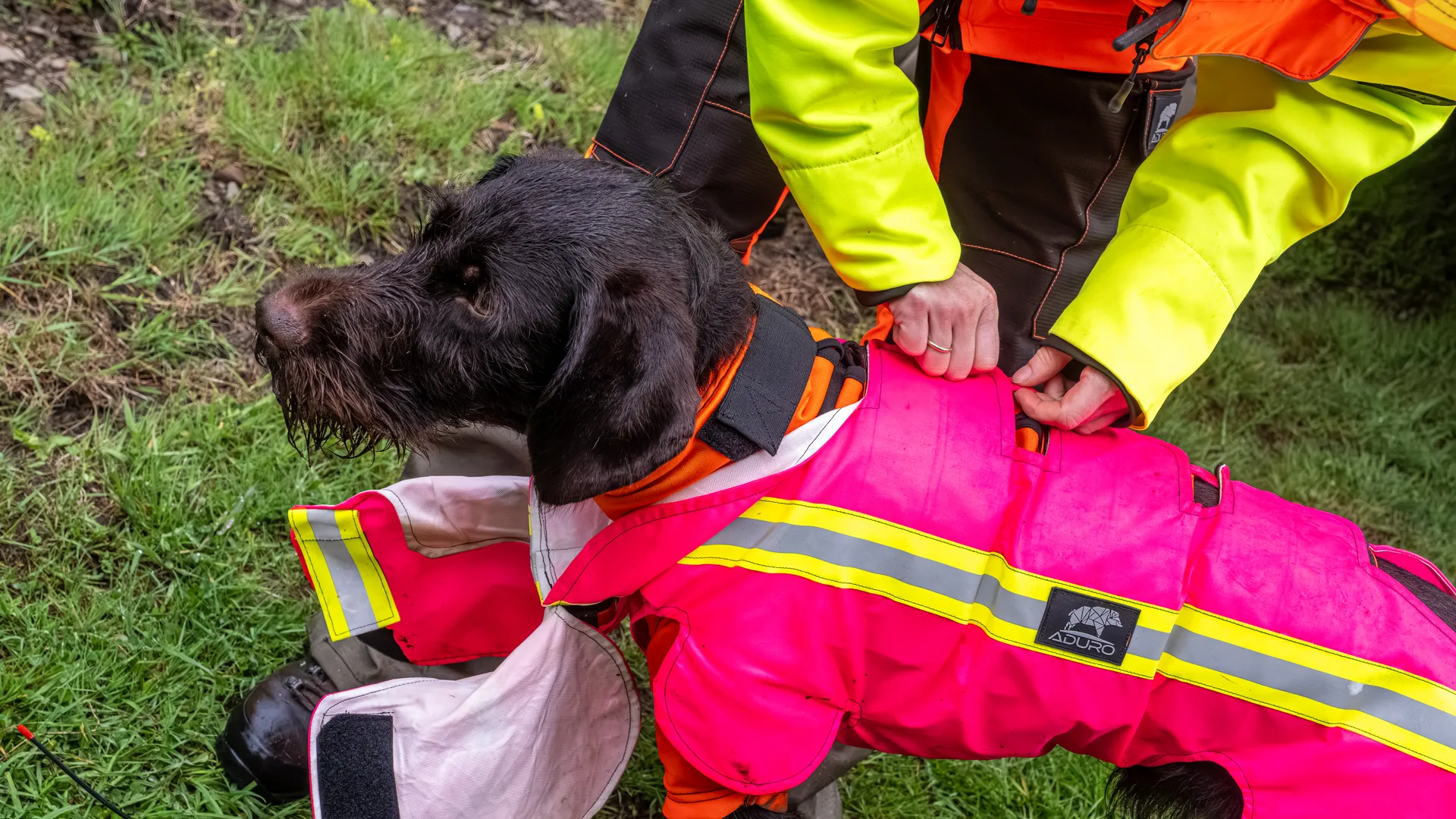 ADURO Hundeschutzweste in Pink wird einem Drahthaar angelegt