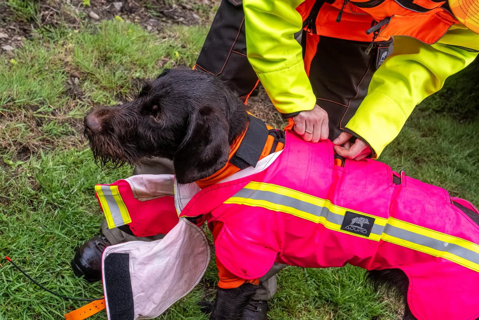ADURO Hundeschutzweste in Pink wird einem Drahthaar angelegt