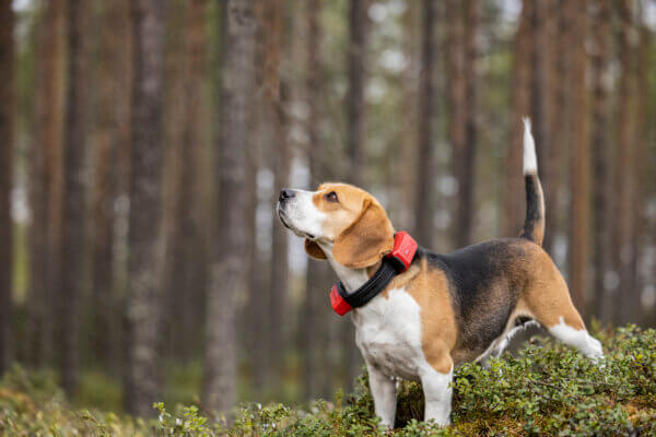 Beagle mit Ultracom R10i Hybrid Hundeortungsgerät auf der Jagd