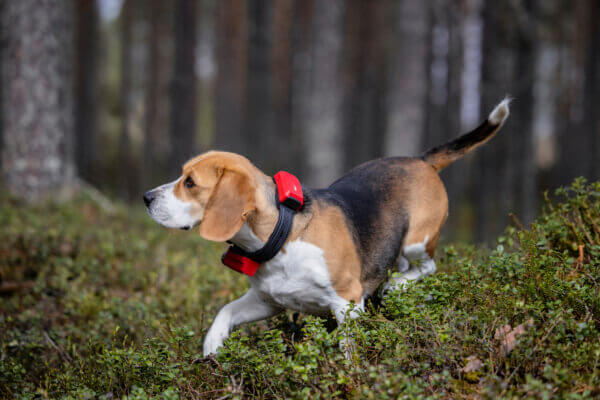 Beagle mit Ultracom R10i Hybrid Hundeortungsgerät auf der Jagd